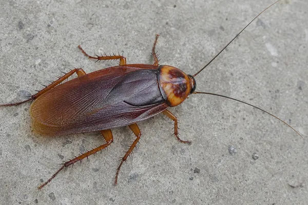 Periplaneta americana