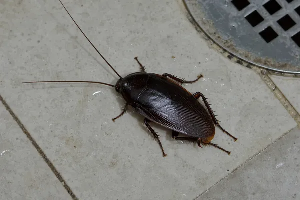 Blatta orientalis