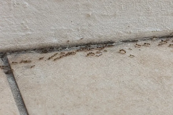 Formica argentina