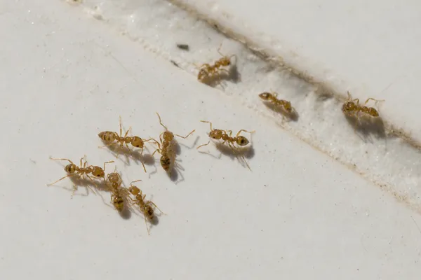 Formica faraone