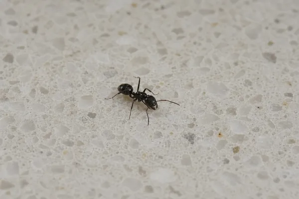 Formica nera dei giardini
