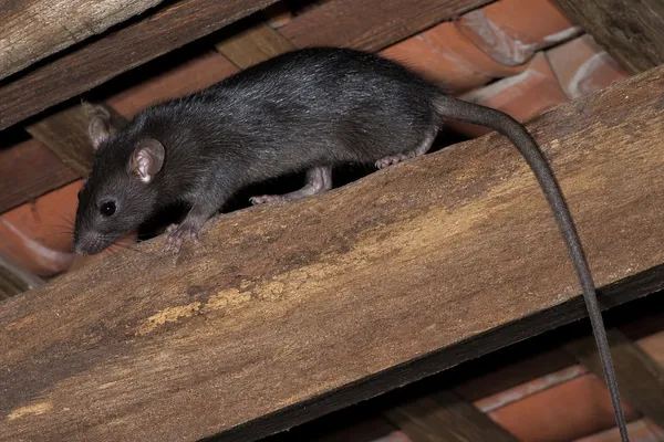 Ratto nero
