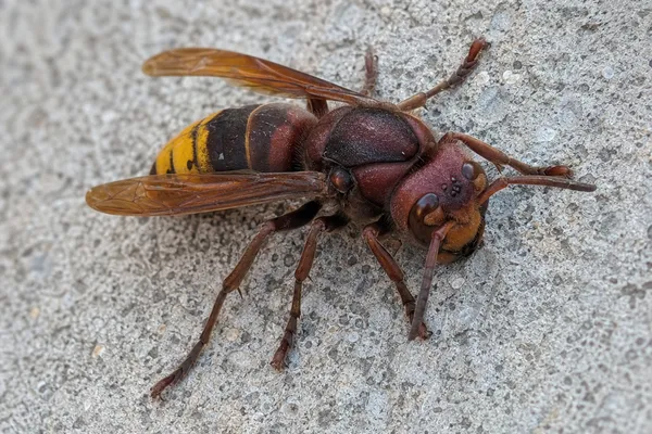 Vespa orientalis